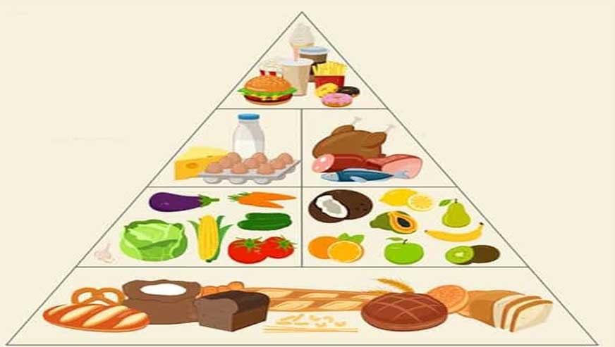 فیزیولوژی تغذیه