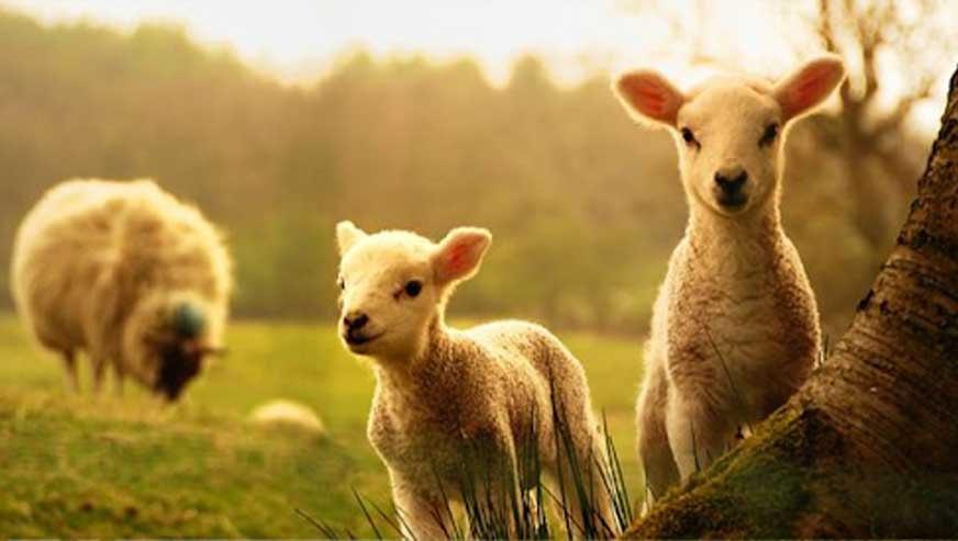 آشنایی با علوم دامی