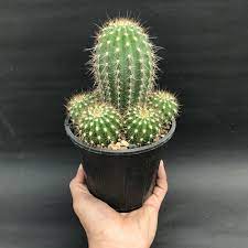 نگهداری و پرورش کاکتوس